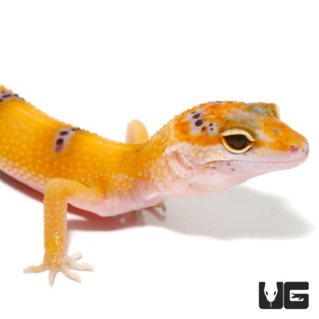 Juvenile Tangerine Enigma Leopard Geckos For Sale - Underground Reptiles