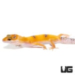 Juvenile Tangerine Enigma Leopard Geckos For Sale - Underground Reptiles