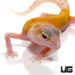 Juvenile Tangerine Radar Leopard Geckos For Sale - Underground Reptiles