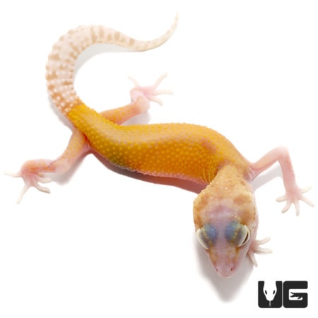 Juvenile Tangerine Radar Leopard Geckos For Sale - Underground Reptiles