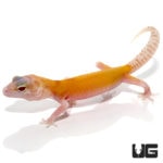Juvenile Tangerine Radar Leopard Geckos For Sale - Underground Reptiles
