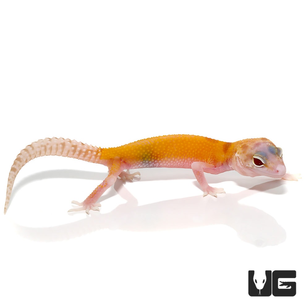 Juvenile Tangerine Radar Leopard Geckos For Sale - Underground Reptiles