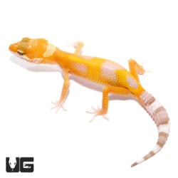 Juvenile Tangerine Rainwater Leopard Geckos For Sale - Underground Reptiles