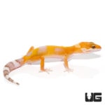 Juvenile Tangerine Rainwater Leopard Geckos For Sale - Underground Reptiles
