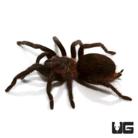 Juvenile Yucatan Rust Rump Tarantula (Tliltocatl epicureanus) For Sale - Underground Reptiles