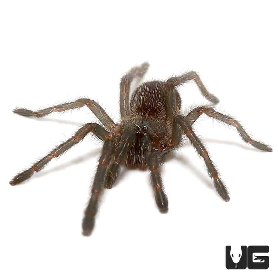 Kaeng Krachan Earth Tiger Tarantula (.25 - .75'') - Underground Reptiles