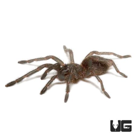 Kaeng Krachan Earth Tiger Tarantula (.25 - .75'') - Underground Reptiles