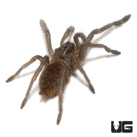 Kaeng Krachan Dark Earth Tiger Tarantula (chilobrachys huahini) For Sale - Underground Reptiles