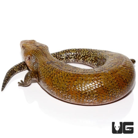 Kei Island Blue Tongue Skinks For Sale - Underground Reptiles