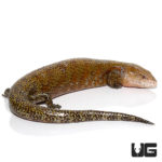 Kei Island Blue Tongue Skinks For Sale - Underground Reptiles