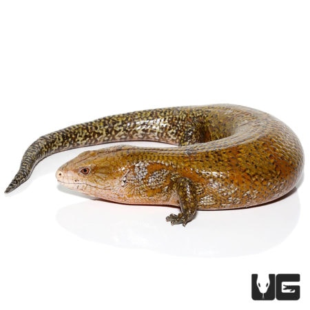 Kei Island Blue Tongue Skinks For Sale - Underground Reptiles