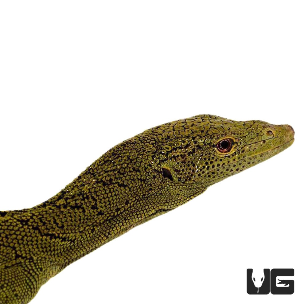 Kordensis Green Tree Monitors For Sale Underground Reptiles