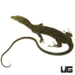 Kordensis Green Tree Monitors For Sale - Underground Reptiles