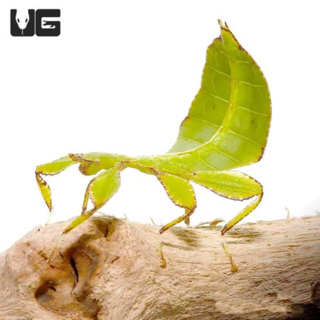 Phillipine Leaf Insect (Phyllium philippinicum) For Sale - Underground Reptiles