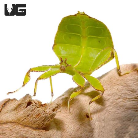 Phillipine Leaf Insect (Phyllium philippinicum) For Sale - Underground Reptiles