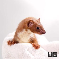 Least Weasel For Sale - Underground Reptiles