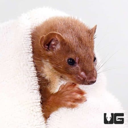 Least Weasel For Sale - Underground Reptiles