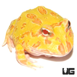 Lemon Albino Pacman Frog For Sale - Underground Reptiles
