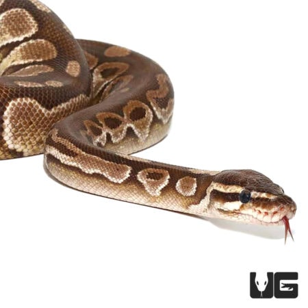 Lesser Ball Pythons For Sale - Underground Reptiles