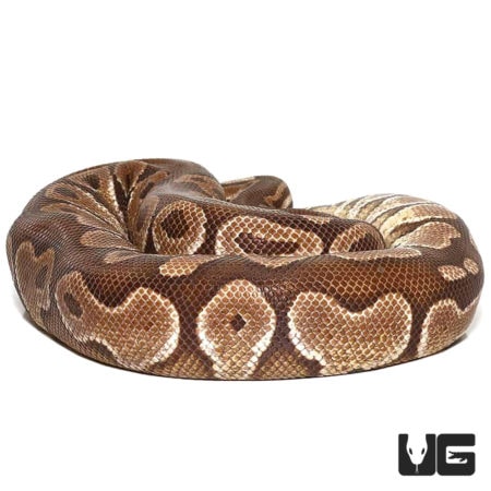 Lesser Ball Pythons For Sale - Underground Reptiles