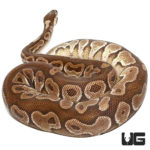 Lesser Ball Pythons For Sale - Underground Reptiles