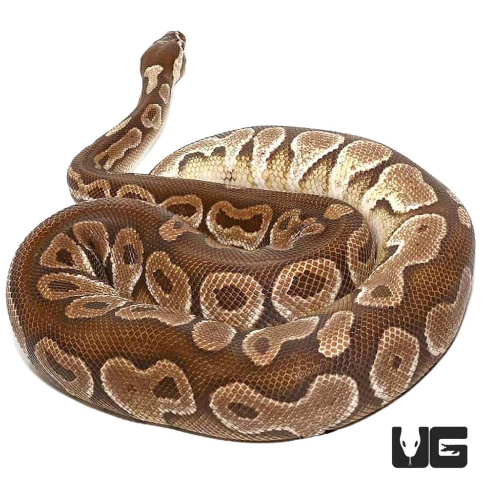 Lesser Ball Pythons (Python regius) For Sale Underground Reptiles