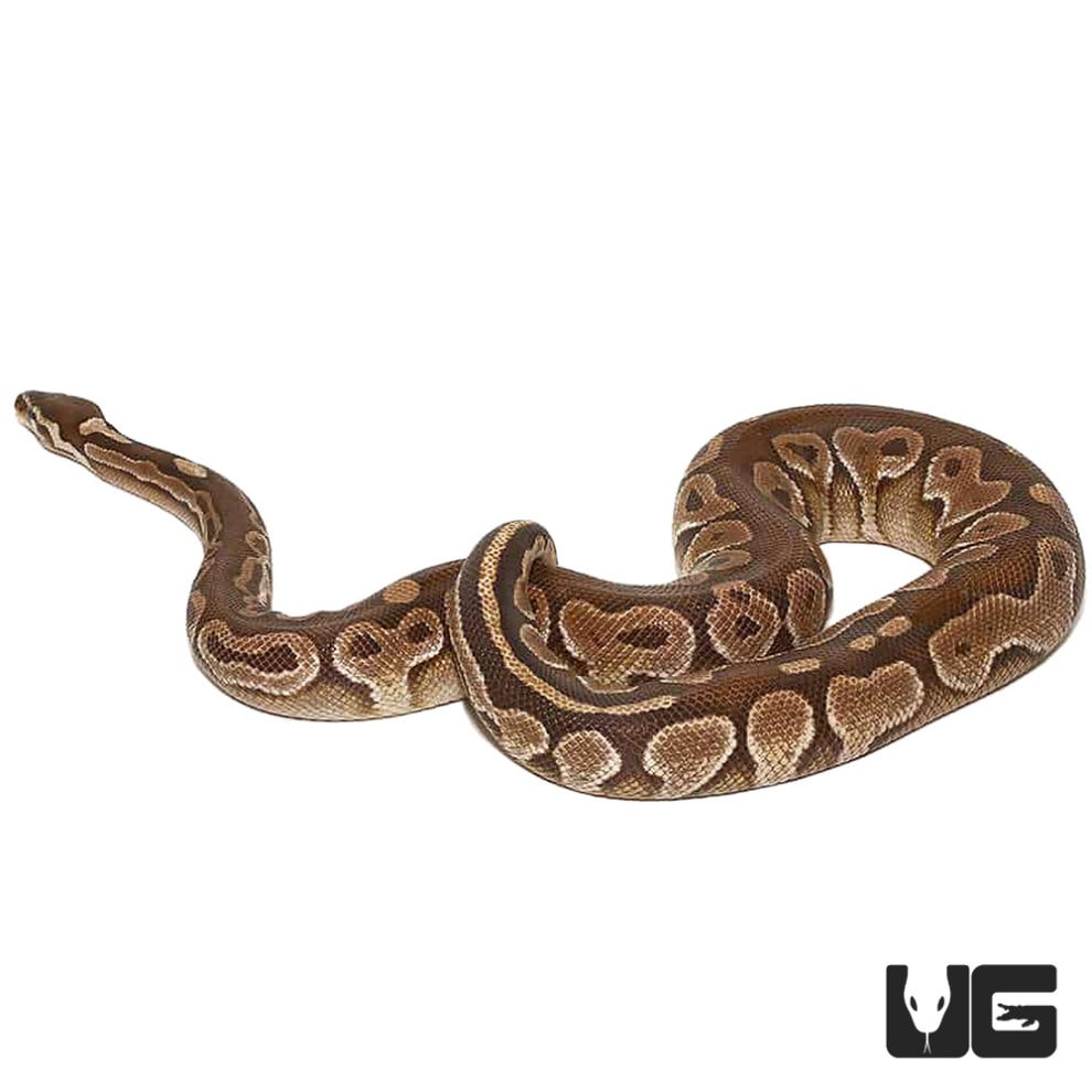 Lesser Ball Pythons (Python regius) For Sale Underground Reptiles