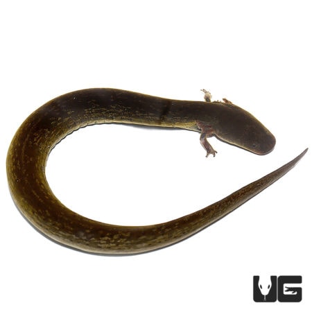 Lesser Siren For Sale - Underground Reptiles