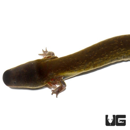 Lesser Siren For Sale - Underground Reptiles