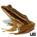 Long Toed Frog For Sale - Underground Reptiles