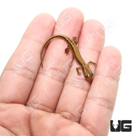 Long Tail Salamander (Eurycea longicauda) For Sale - Underground Reptiles