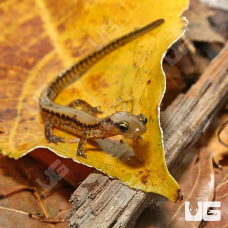 Long Tail Salamander (Eurycea longicauda) For Sale - Underground Reptiles