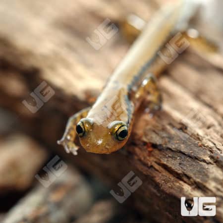 Long Tail Salamander (Eurycea longicauda) For Sale - Underground Reptiles