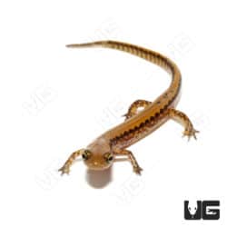 Long Tail Salamander (Eurycea longicauda) For Sale - Underground Reptiles