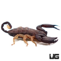 Madagascan Flat Scorpions (Opisthacanthus madagascariensis) For Sale - Underground Reptiles
