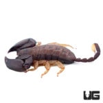Madagascan Flat Scorpions (Opisthacanthus madagascariensis) For Sale - Underground Reptiles