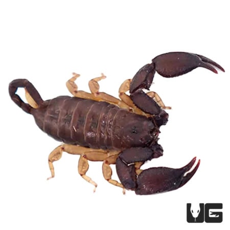 Madagascan Flat Scorpions (Opisthacanthus madagascariensis) For Sale - Underground Reptiles