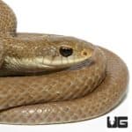 Madagascar Blonde Hognose Snakes For Sale - Underground Reptiles