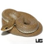 Madagascar Blonde Hognose Snakes For Sale - Underground Reptiles