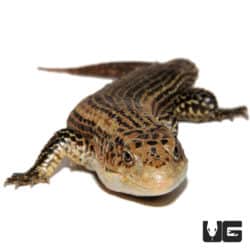 Madagascar Giant Plated Lizards (Zonosaurus maximus) For Sale - Underground Reptiles