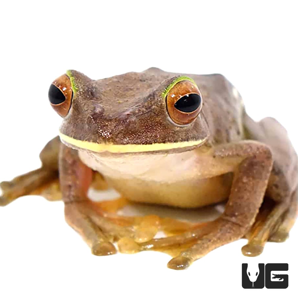 Beautiful small frog Boophis rhodoscelis Madagascar Fleece Blanket by  Artush Foto - Fine Art America