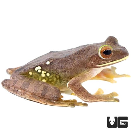 Malagasy Gliding Frogs For Sale - Underground Reptiles