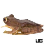 Malagasy Gliding Frogs For Sale - Underground Reptiles