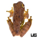 Malagasy Gliding Frogs For Sale - Underground Reptiles