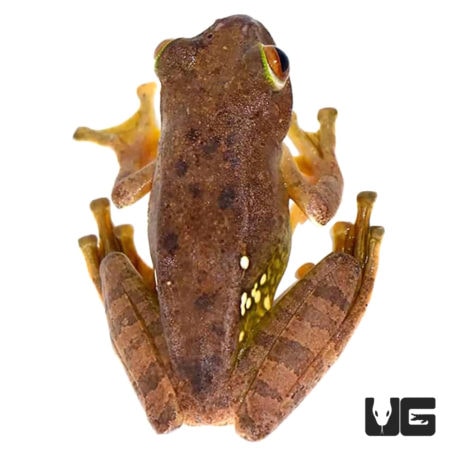 Malagasy Gliding Frogs For Sale - Underground Reptiles
