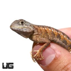 Malagasy Three Eyed Lizards For Sale - Underground Reptiles