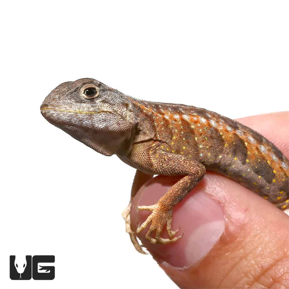 Malagasy Three Eyed Lizards (Chalarodon madagascariensis)For Sale ...