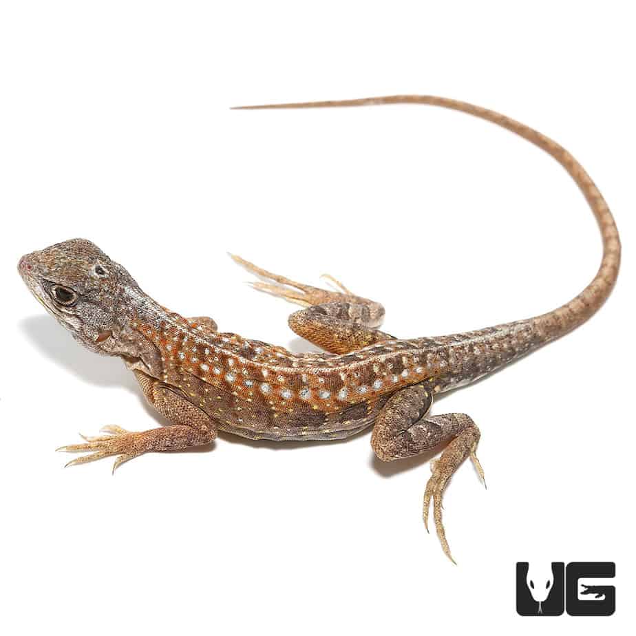 Malagasy Three Eyed Lizards (Chalarodon madagascariensis)For Sale ...