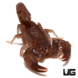 Malaysian Black Scorpion (Chaerilus variegatus) For Sale - Underground Reptiles