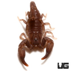 Malaysian Black Scorpion (Chaerilus variegatus) For Sale - Underground Reptiles